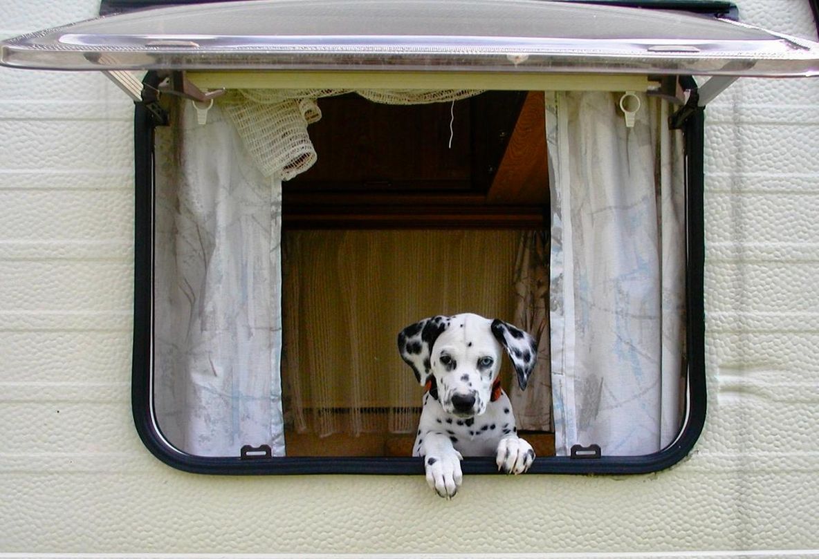 Car Camping mit Hund im Auto übernachten